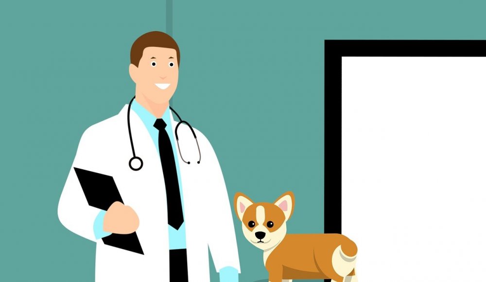 Find en kompetent dyrlæge i dit lokalområde