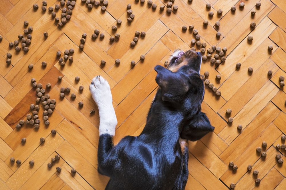 Det bedste hundefoder: En vejledning til din hunds sundhed og trivsel