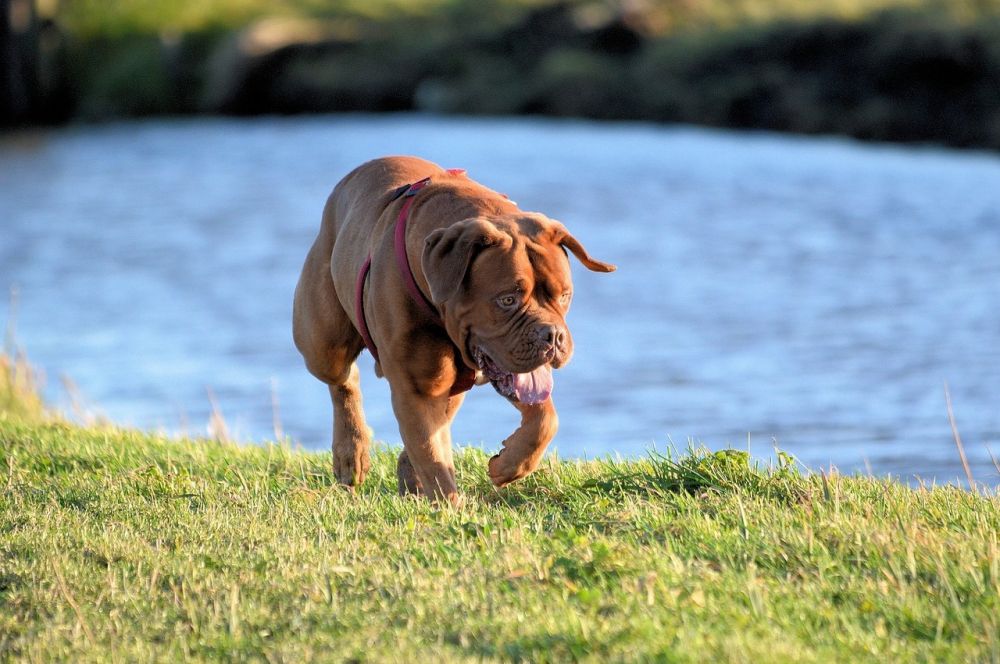 Effektiv Hundetræning  Sådan Skaber Du et Stærkt Bånd med Din Hund